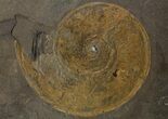 Jurassic Ammonite (Harpoceras) Fossil - Germany #167802-1